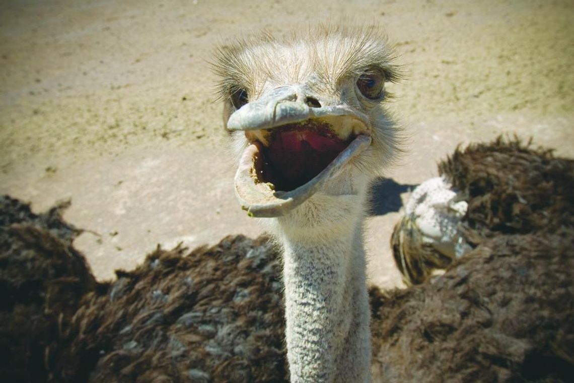 EXPLORING NATURE: OSTRICH