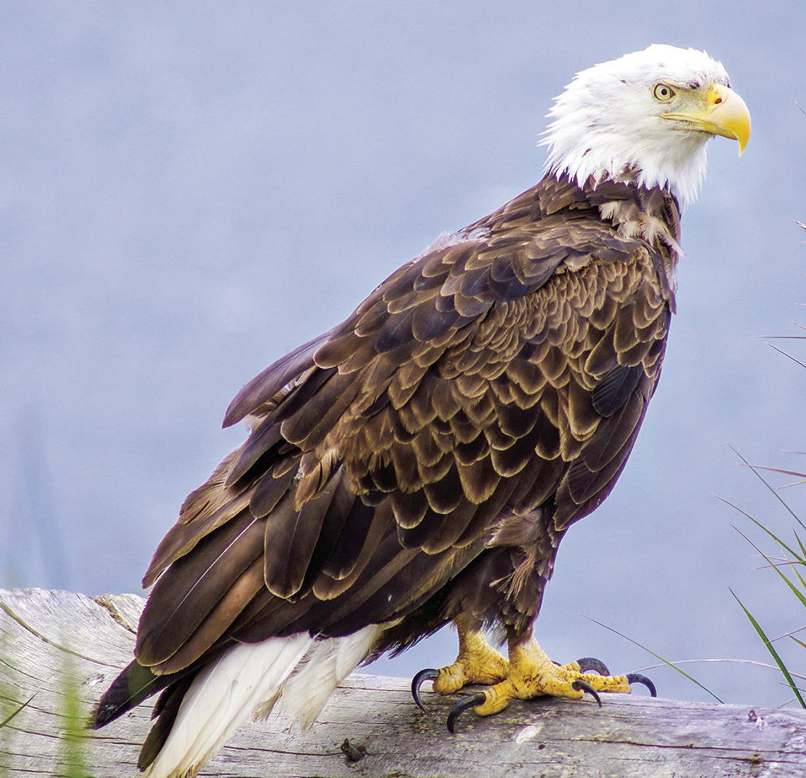 Exploring Nature: Our National Bird
