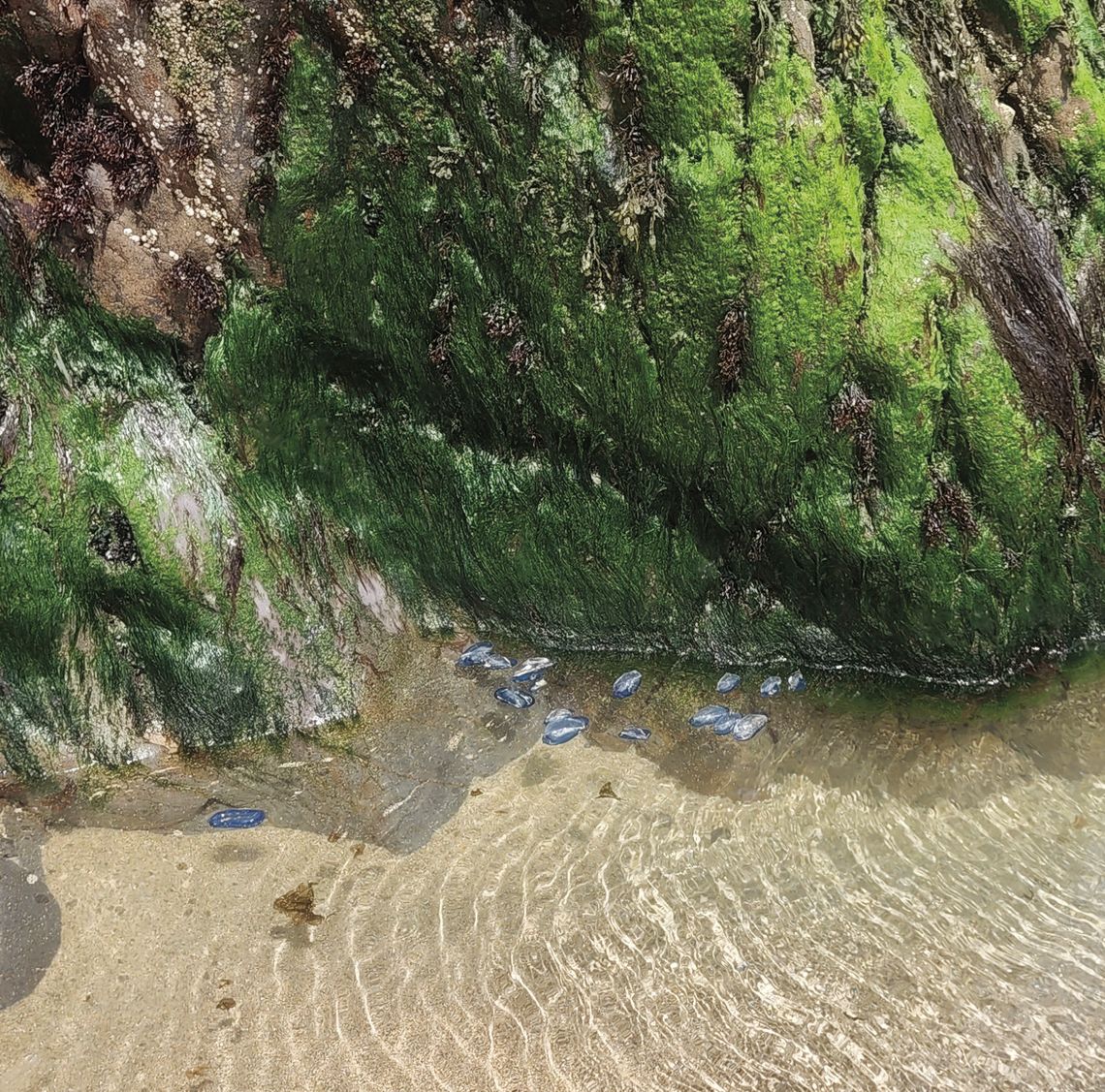 Exploring Nature: Portuguese Man-of-