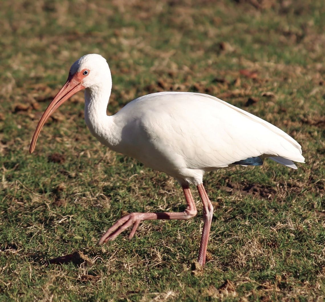 Exploring Nature: Rare Bird Sightings
