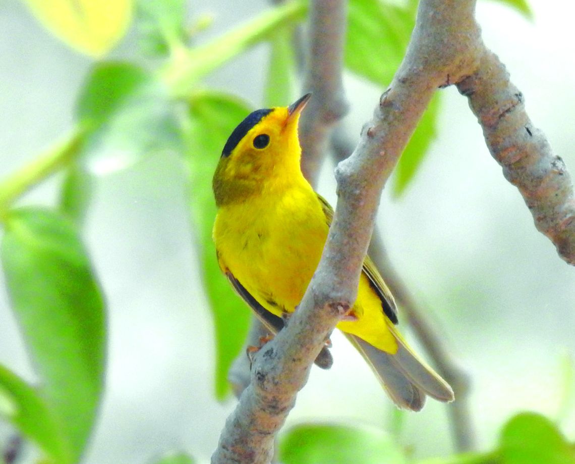 Exploring Nature: Rio Grande Valley