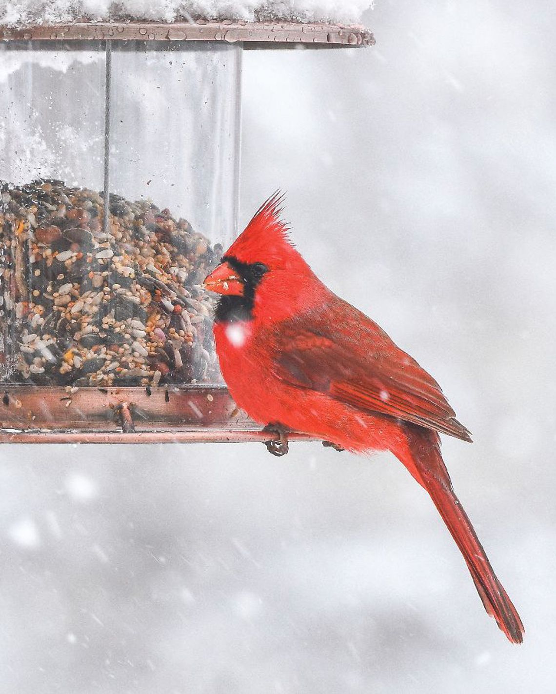 Exploring Nature: Surviving Winter