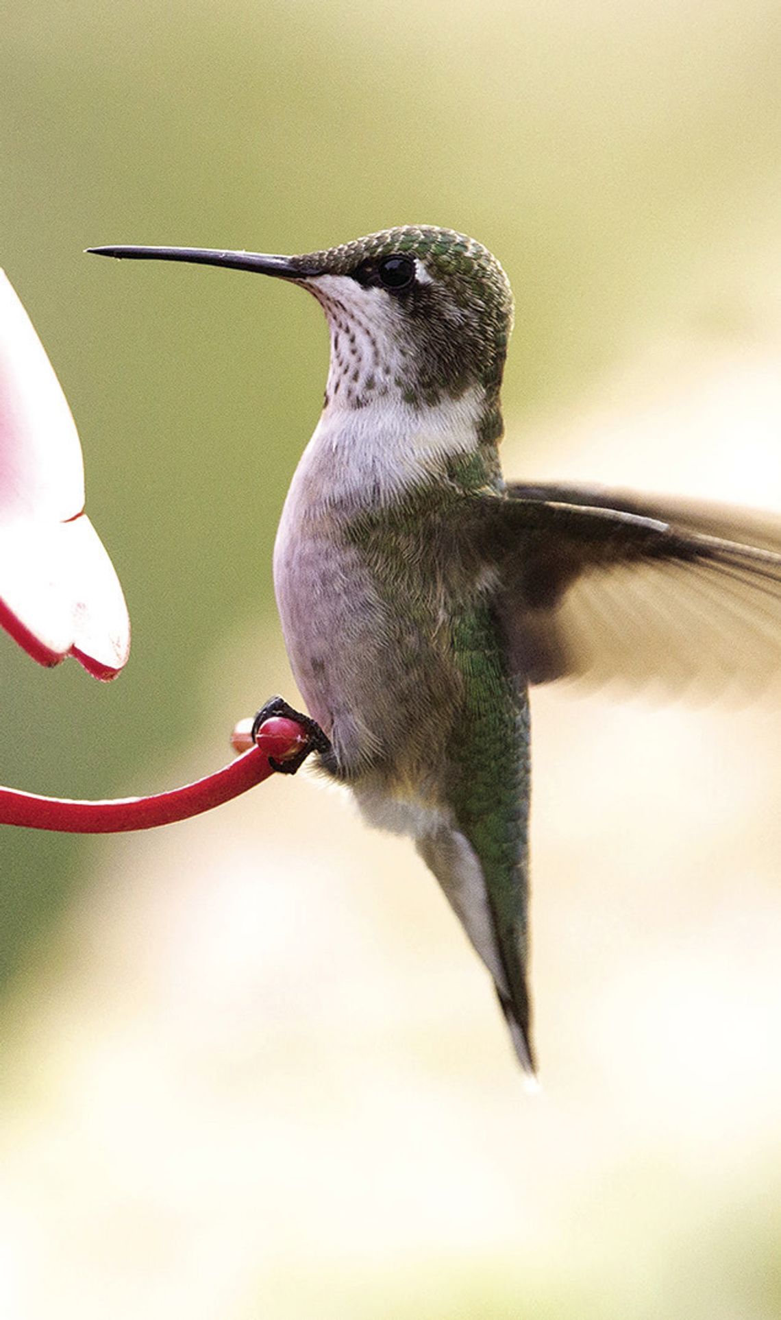 Exploring Nature: The Hummers Are Coming!