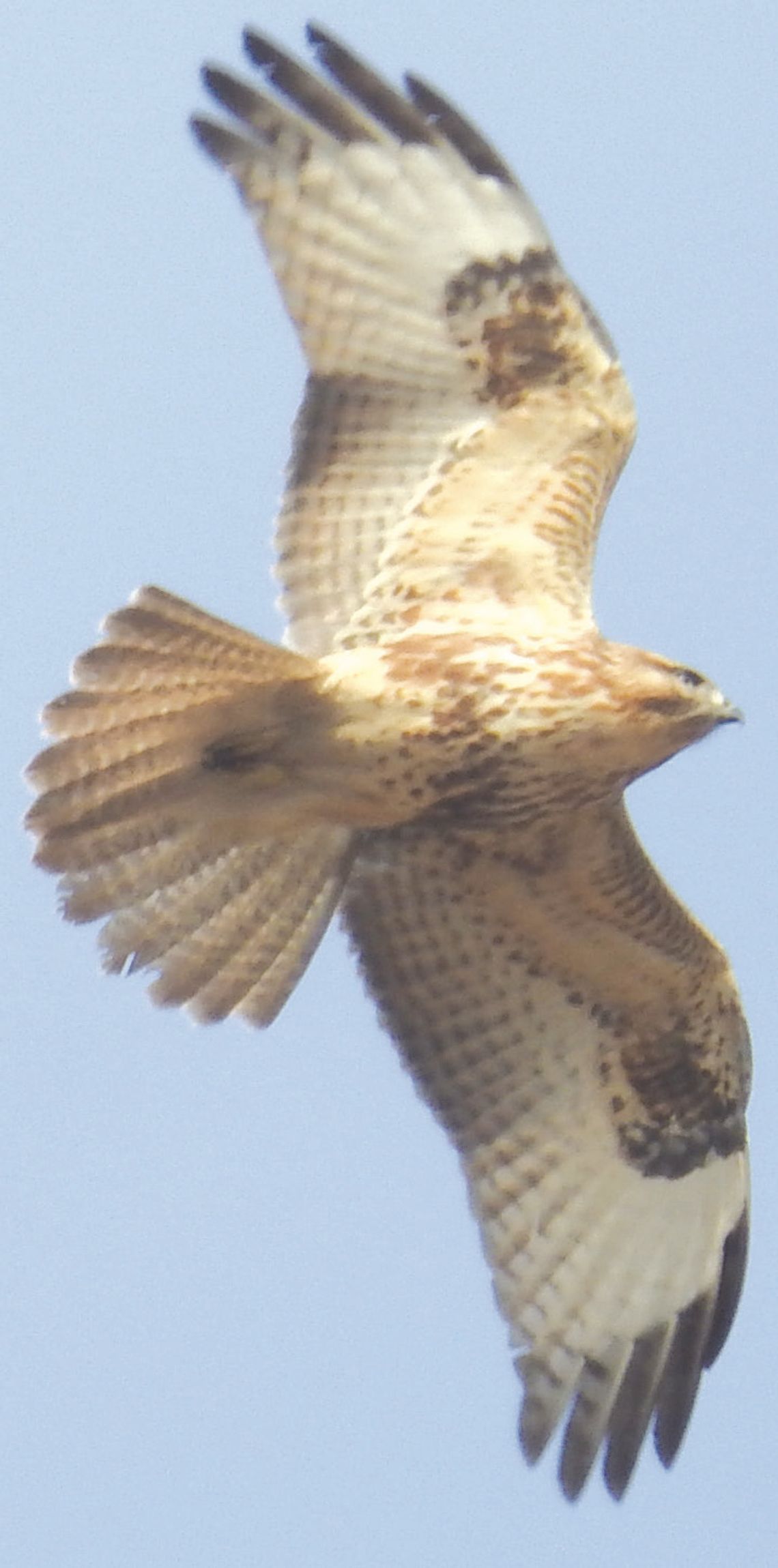 Exploring Nature: The Lost Hawk