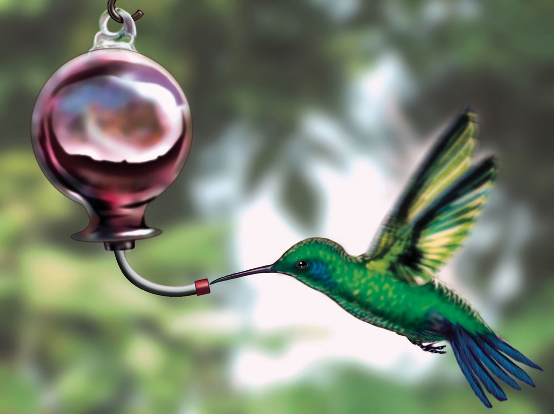 Exploring Nature: They’re Back! Exploring Nature: They’re Back!