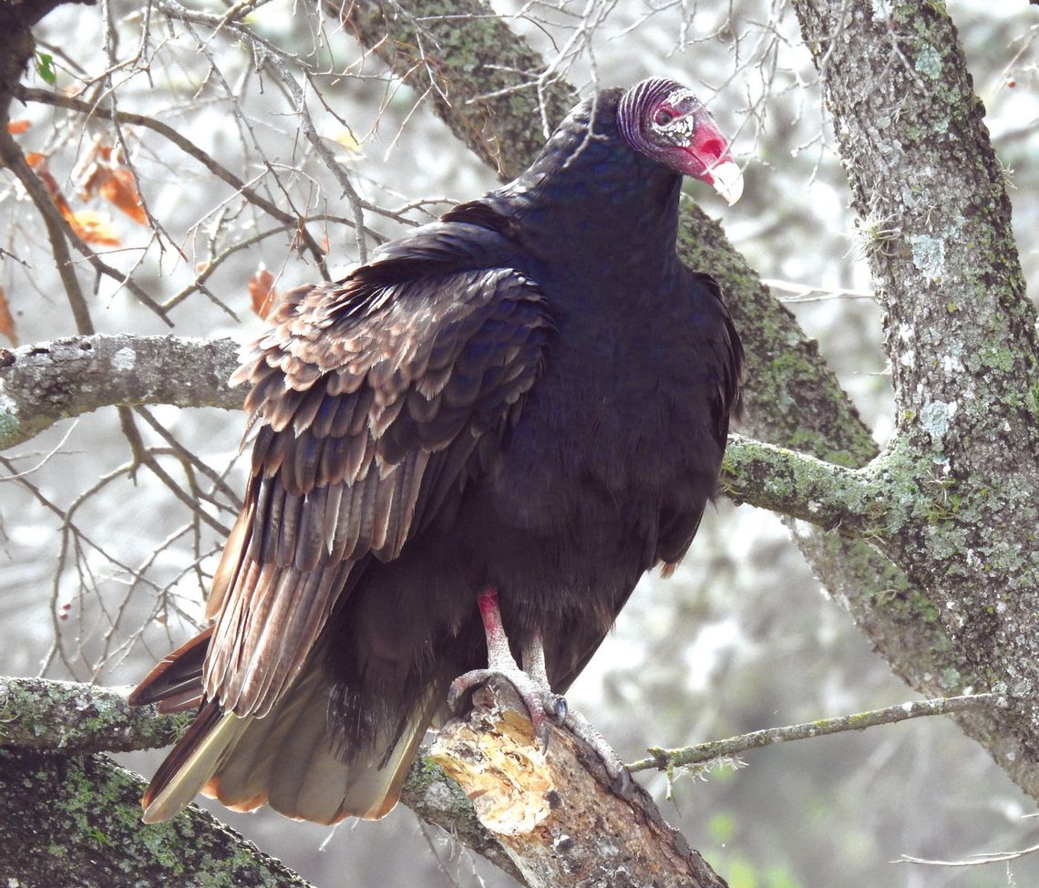 Exploring Nature: Unusual Bird Food Exploring Nature: Unusual Bird Food