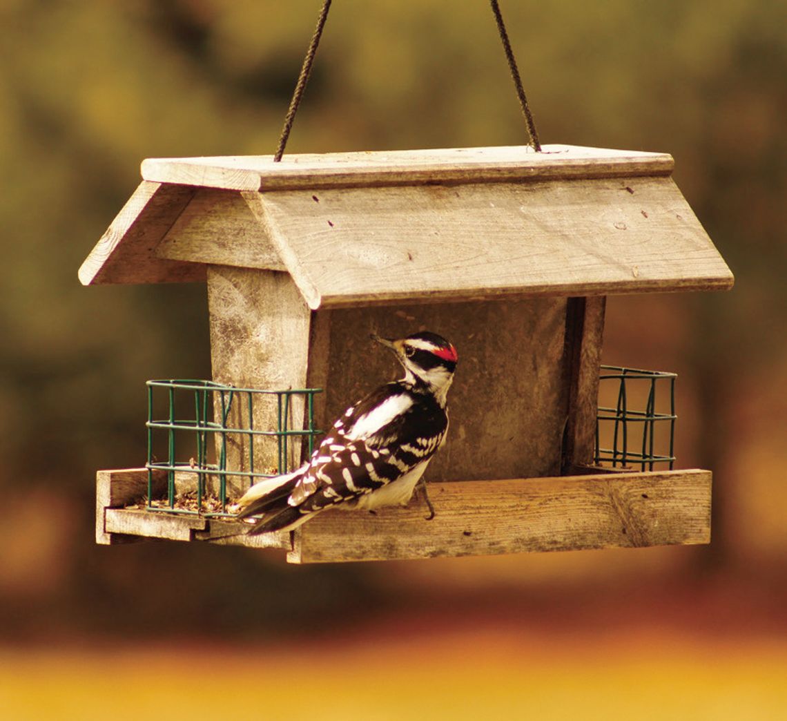 Exploring Nature: Woodpeckers