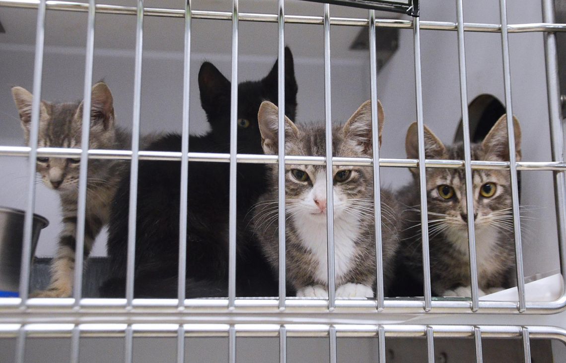 Facility work continues at regional animal shelter