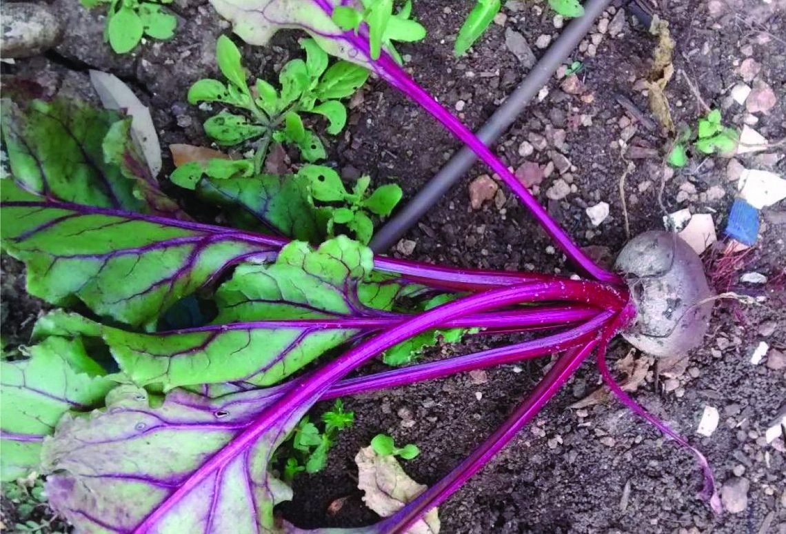 February means cleaning time for Central Texas gardens