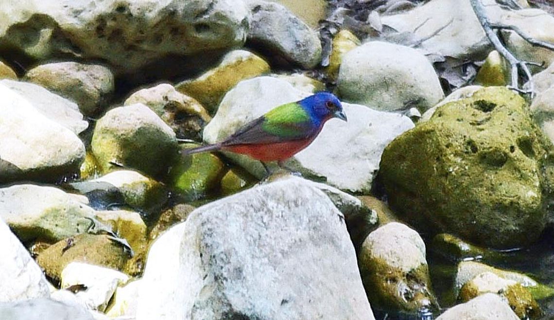 Finding a pair of painted buntings at Purgatory Creek Trail