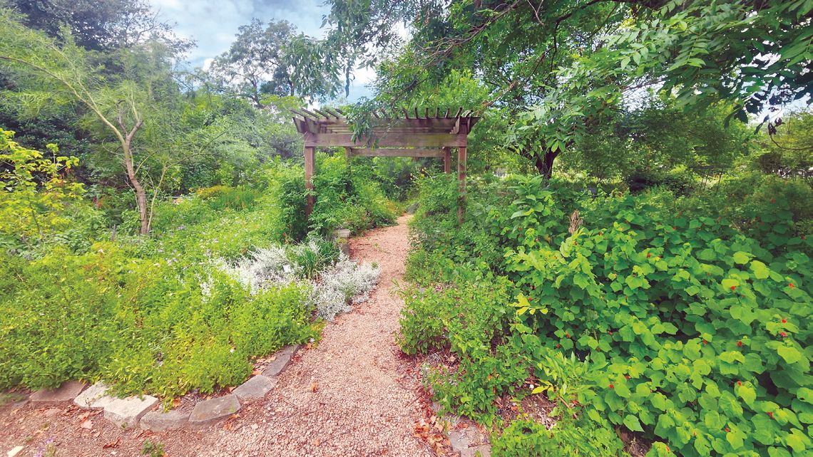 Gardening during drought