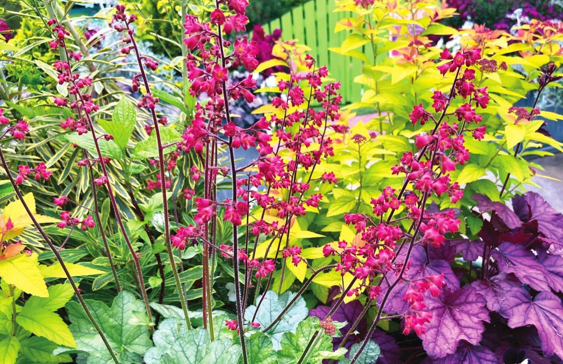 Gardens of beauty await those for whom the coral bells show