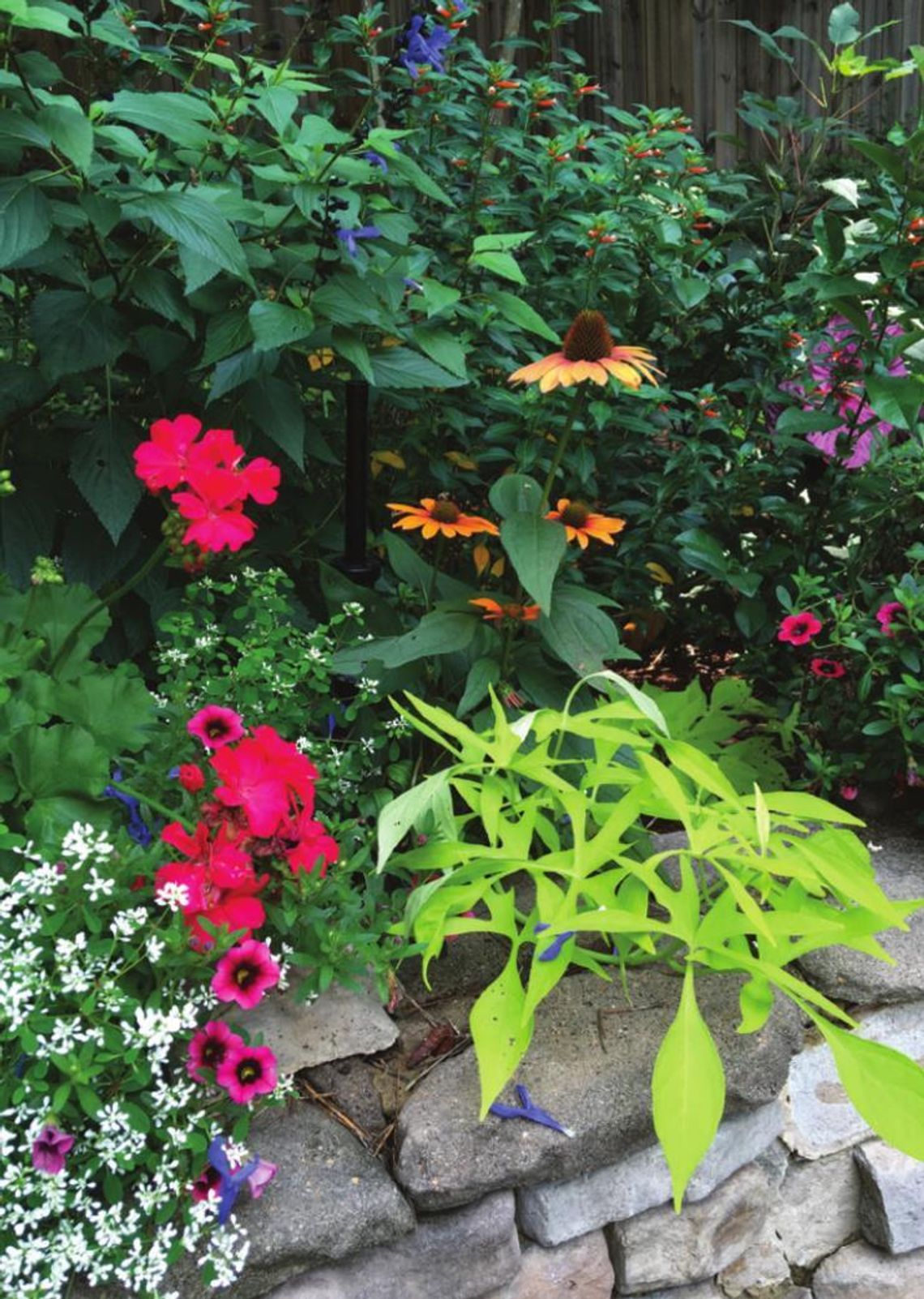 Go boldly into August with blazing Geraniums