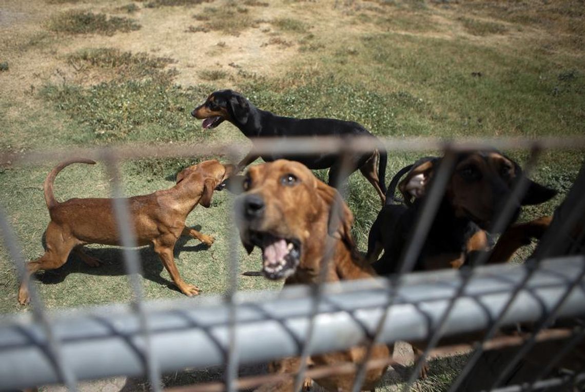 Gov. Greg Abbott vetoes criminal justice bills, legislation to protect dogs, teach kids about domestic violence Gov. Greg Abbott vetoes criminal justice bills, legislation to protect dogs, teach kids about domestic violence