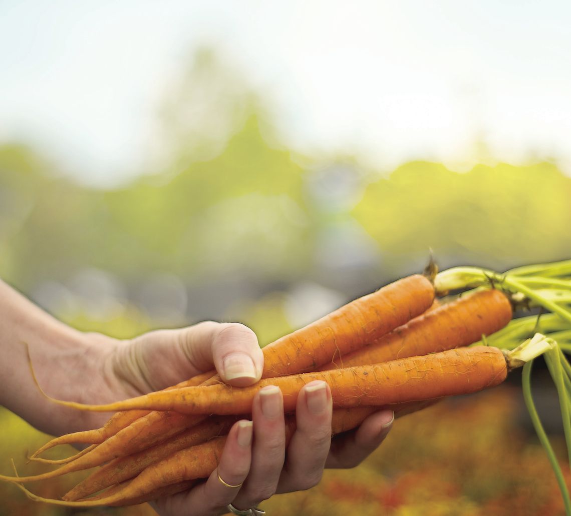 Growing Fantastic Fall Carrots