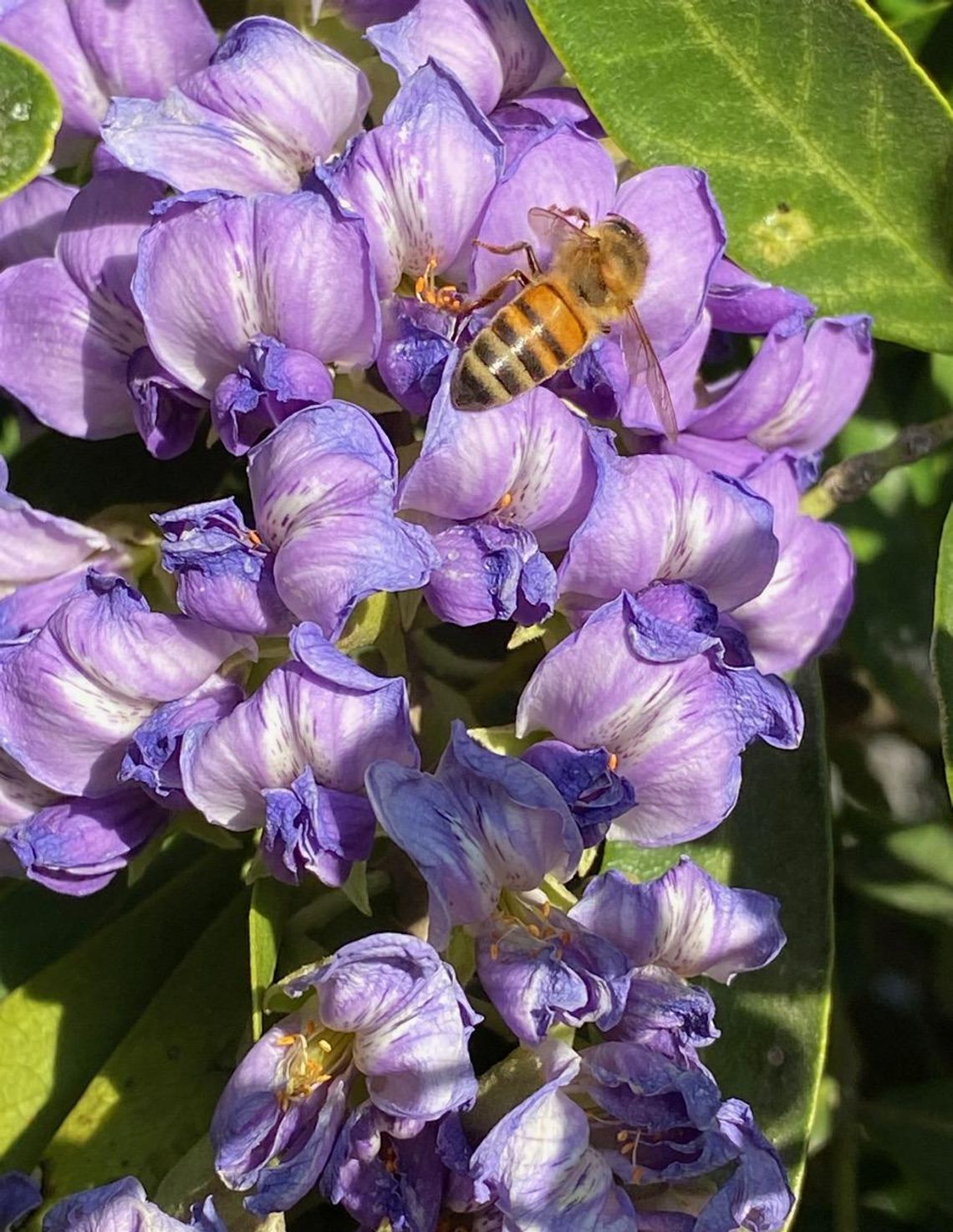 Hays County Honey Harvest Festival will ‘bee’ educational