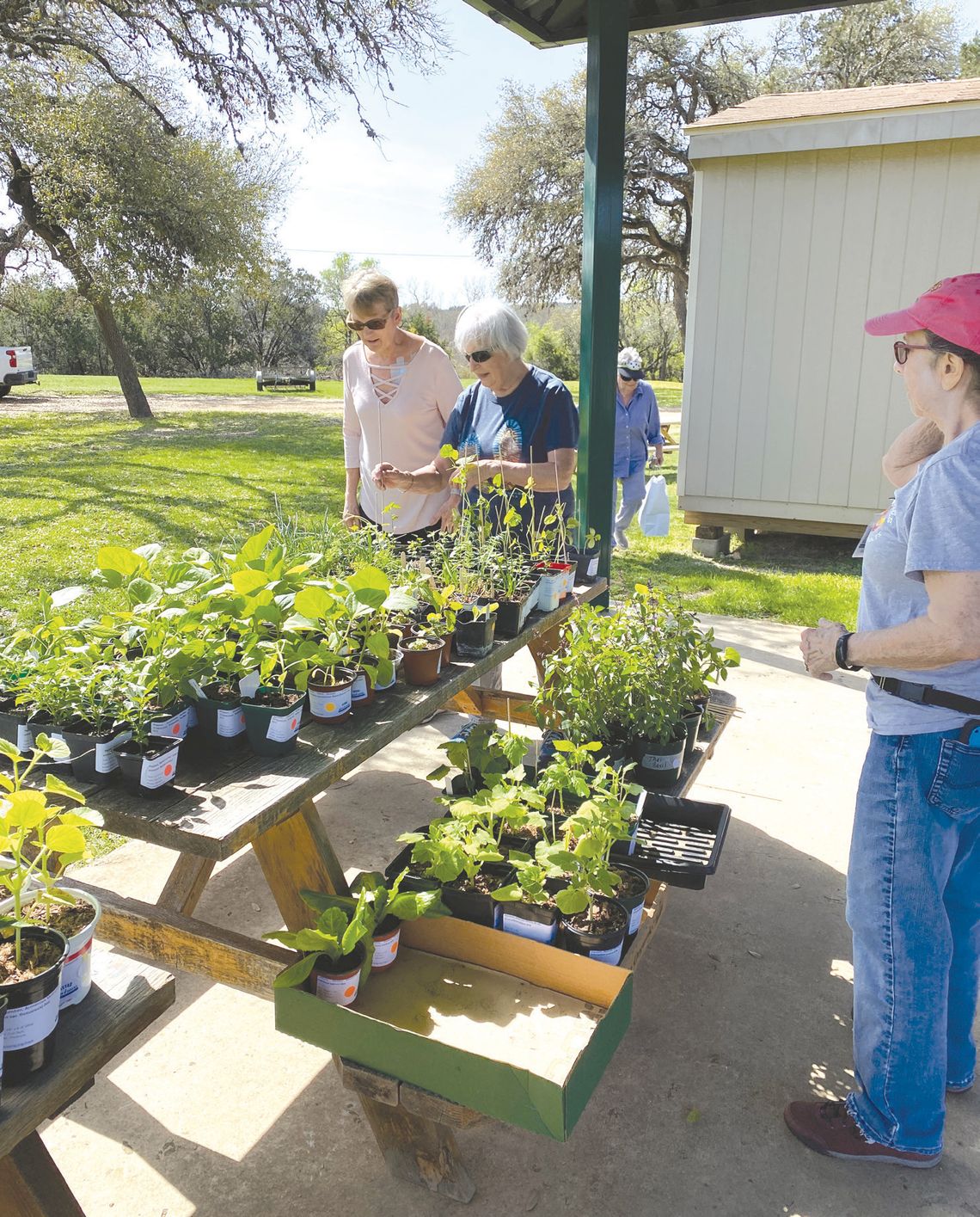 Hays County Master Gardeners to host Fall Plant & Tree Sale