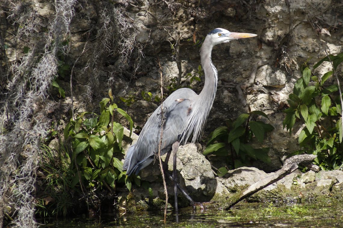 Heron Habitat