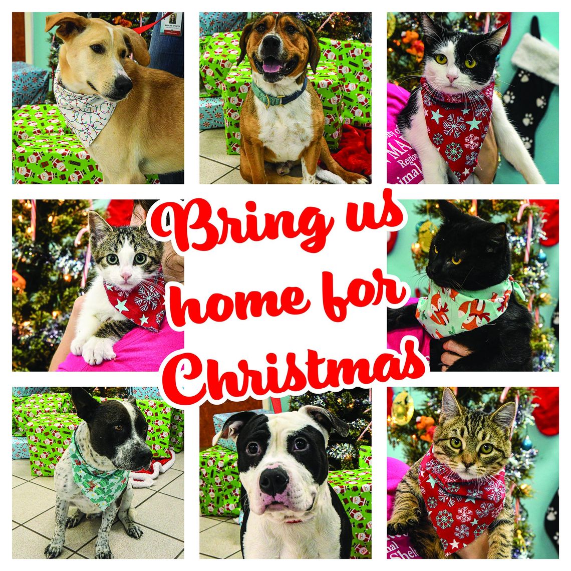 Holiday season marks time to adopt pet from San Marcos Regional Animal Shelter Holiday season marks time to adopt pet from San Marcos Regional Animal Shelter