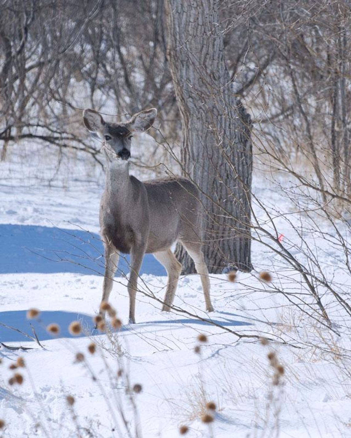 How Winter Storm Uri affected terrestrial animals in Texas