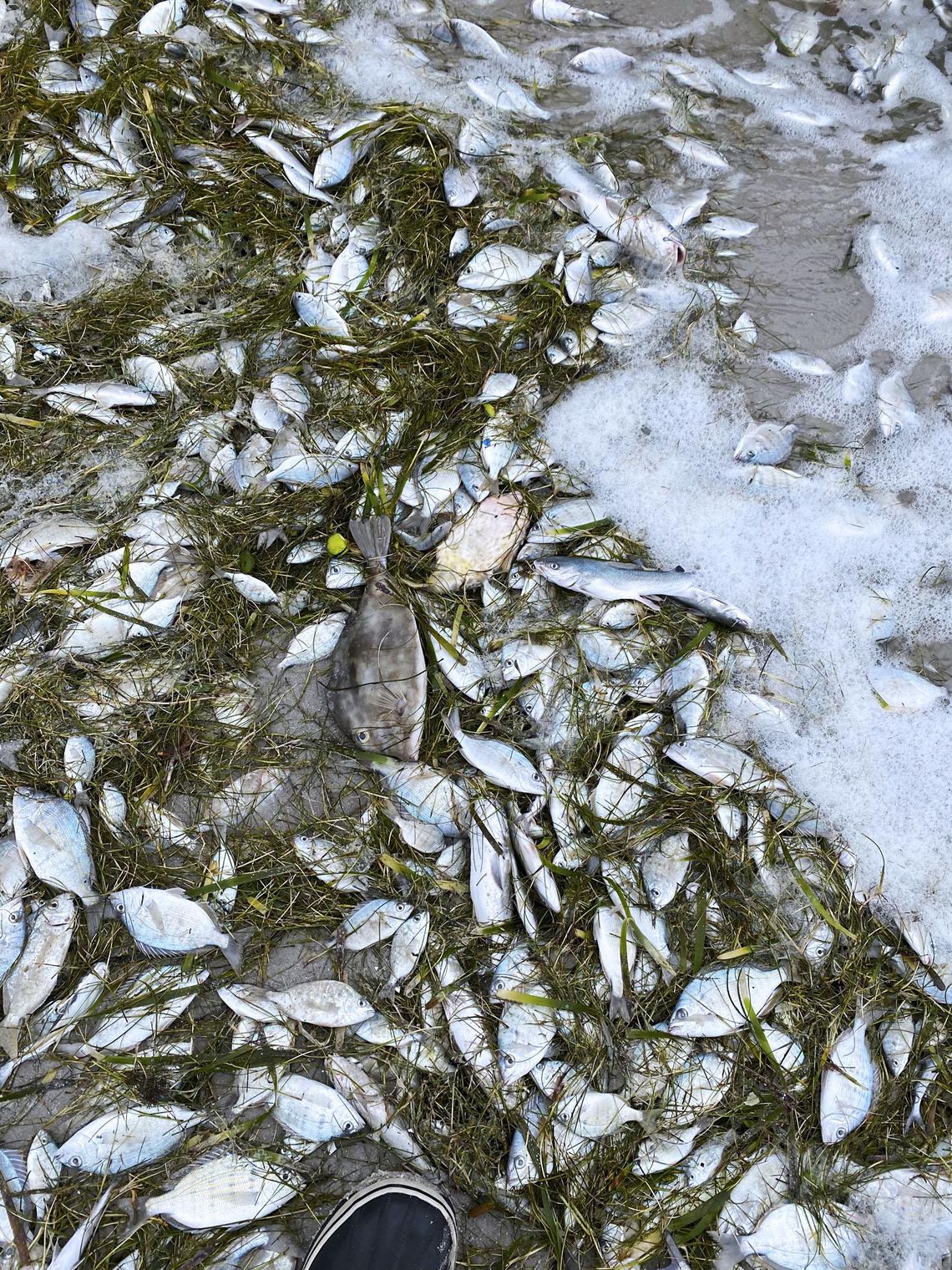 How Winter Storm Uri has affected fish in the gulf coast