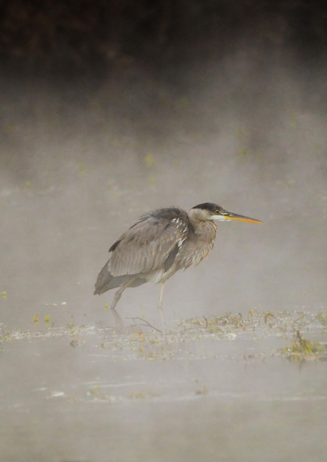 INTO THE FOG Great Blue Heron, San Marcos River