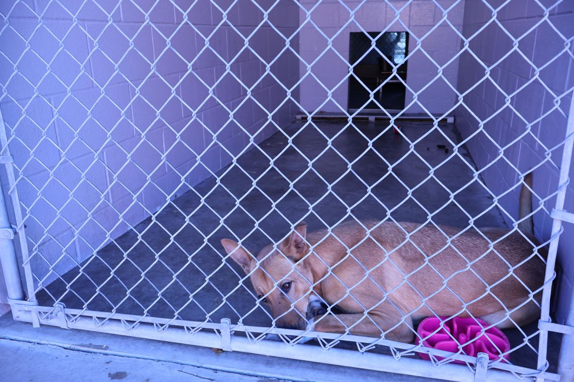 'IT'S PRETTY UNPRECEDENTED': Regional animal shelter faces high capacity over past 9 months 