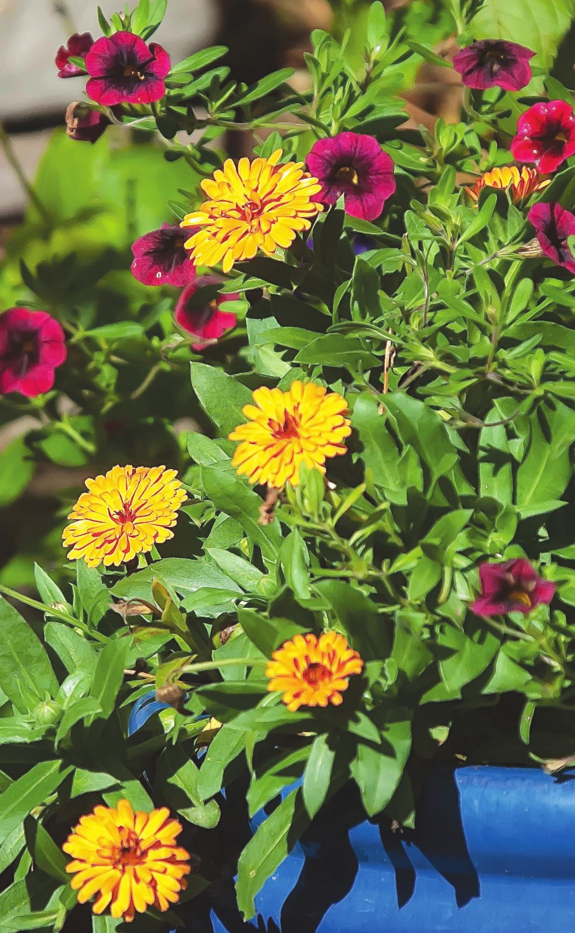 Lady Godiva Calendulas: Award-winning performance North to South