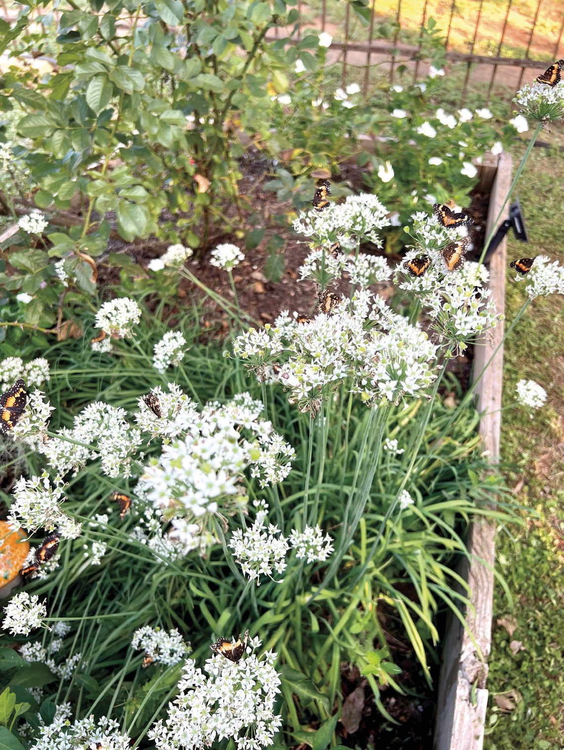 Landscaping with Herbs
