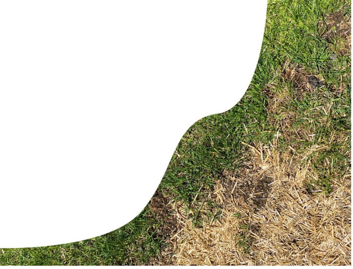 Lawns in Central Texas