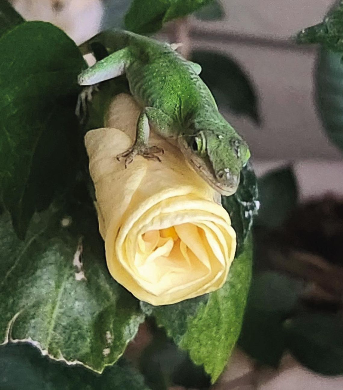 Lazing Lizard