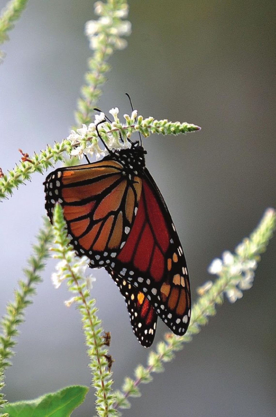 Love, fragrance & butterflies: Get the sweet almond bush verbena this spring