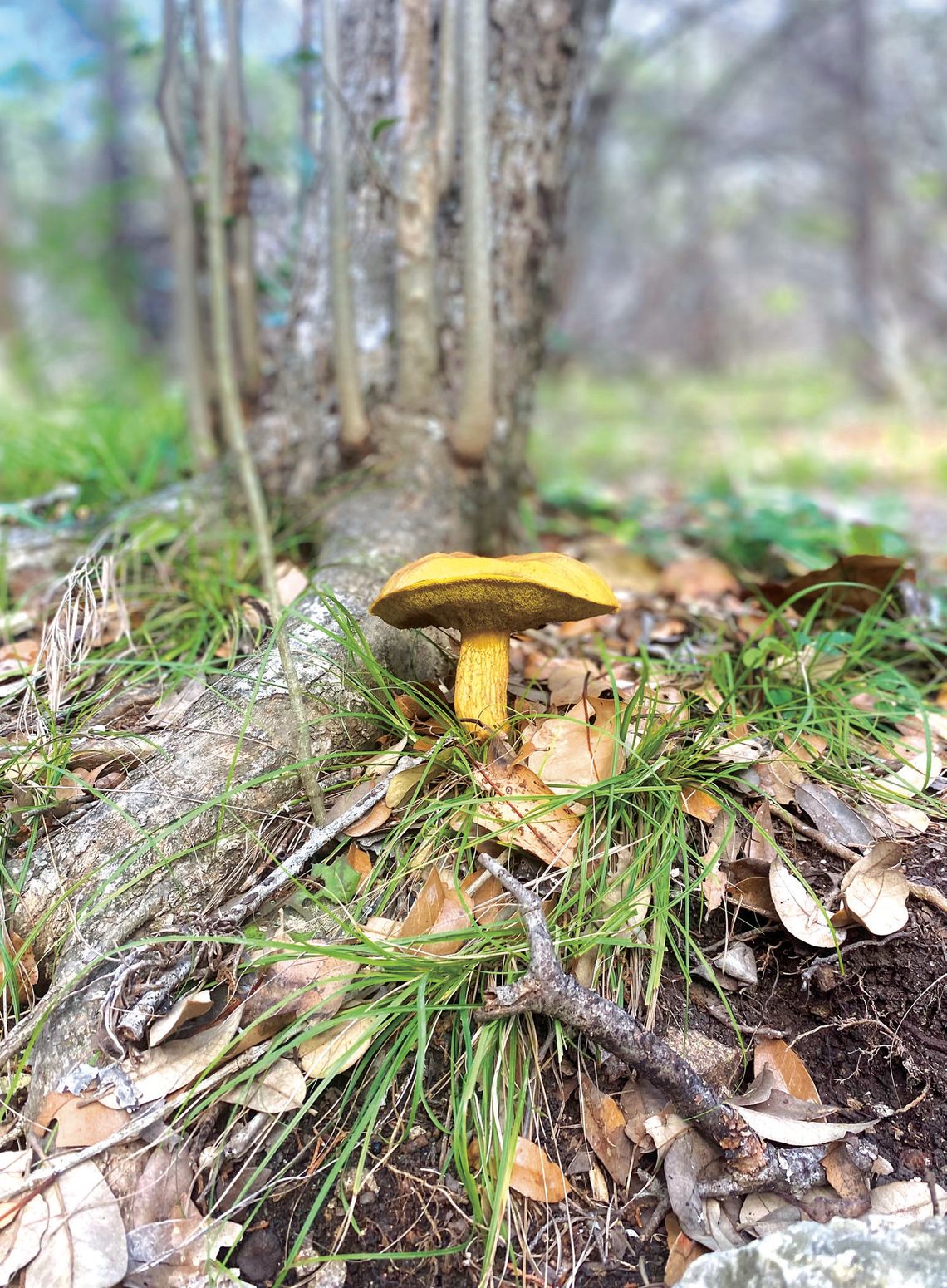 Magic Mushrooms, Fields of Turk’s Cap and Arachnids of Unusual Size