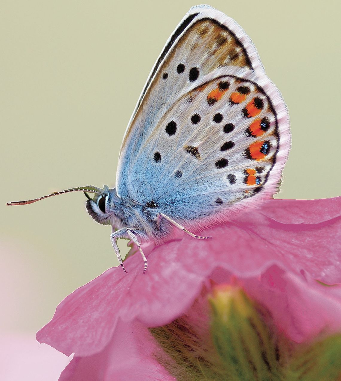 Make your backyard a pollinator destination