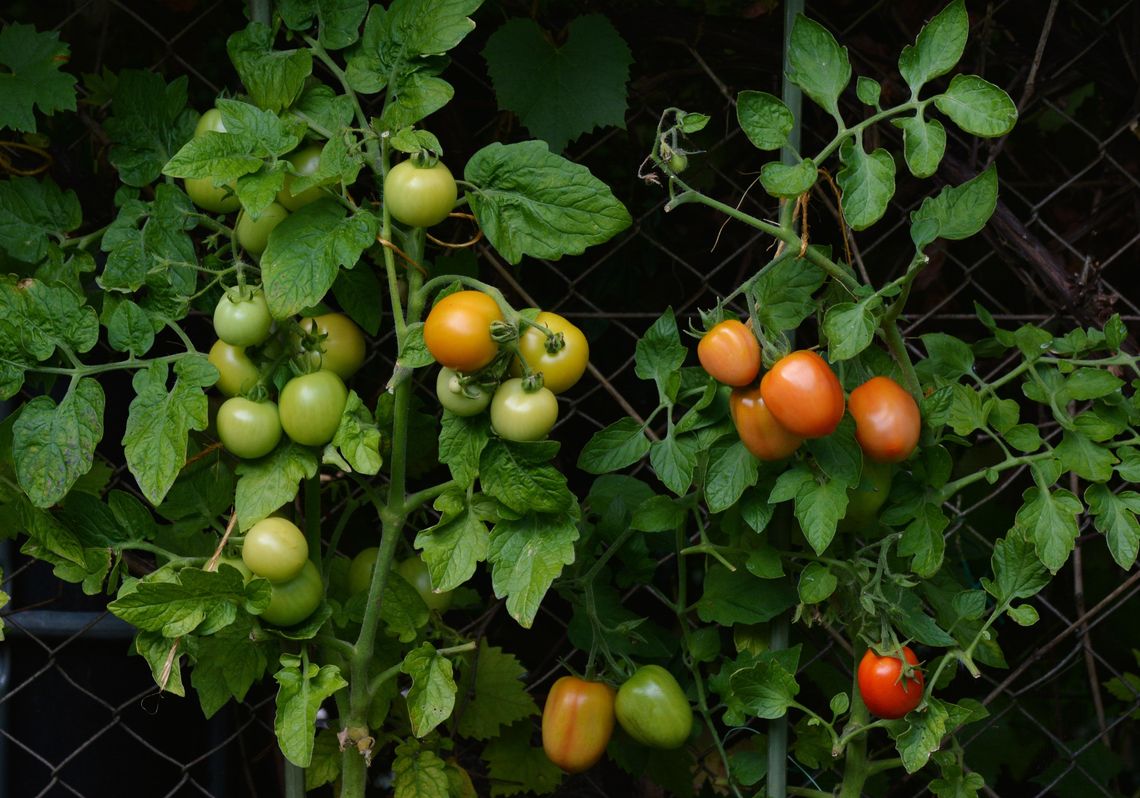 Master Gardeners offer Spring Vegetable Gardening class