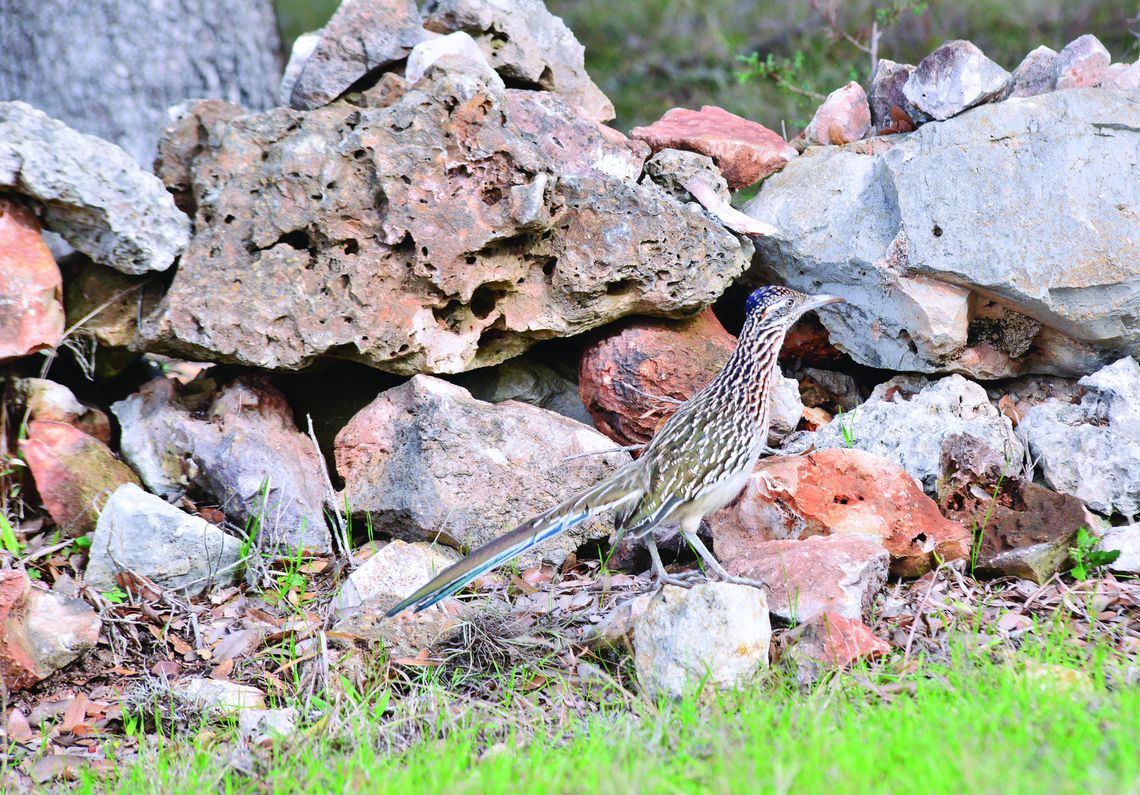 Meep meep! A roadrunner, from west city limits of San Marcos