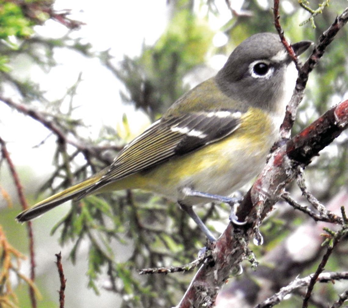 Migratory Day Bird Festival set for May 11 at Discovery Center