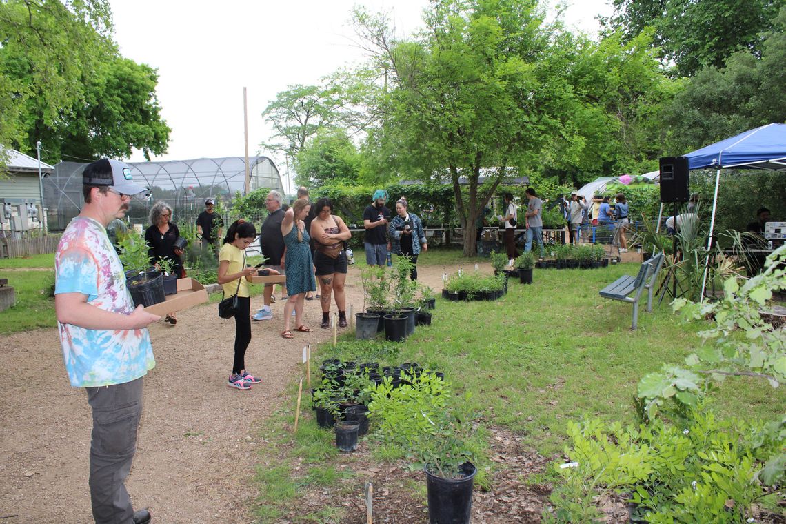 NATIVE PLANTS