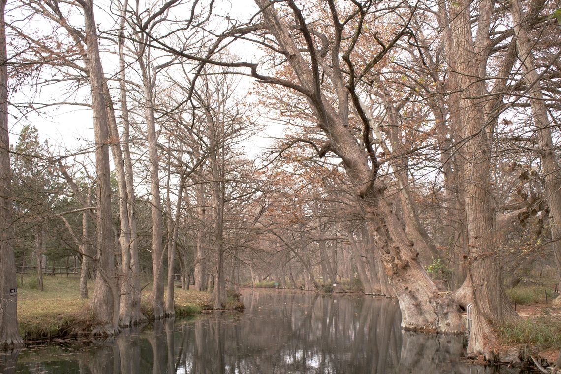 Oak Wilt discovered in Blue Hole Regional Park