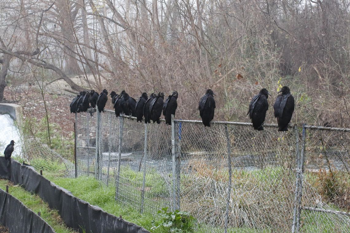 On the Fence