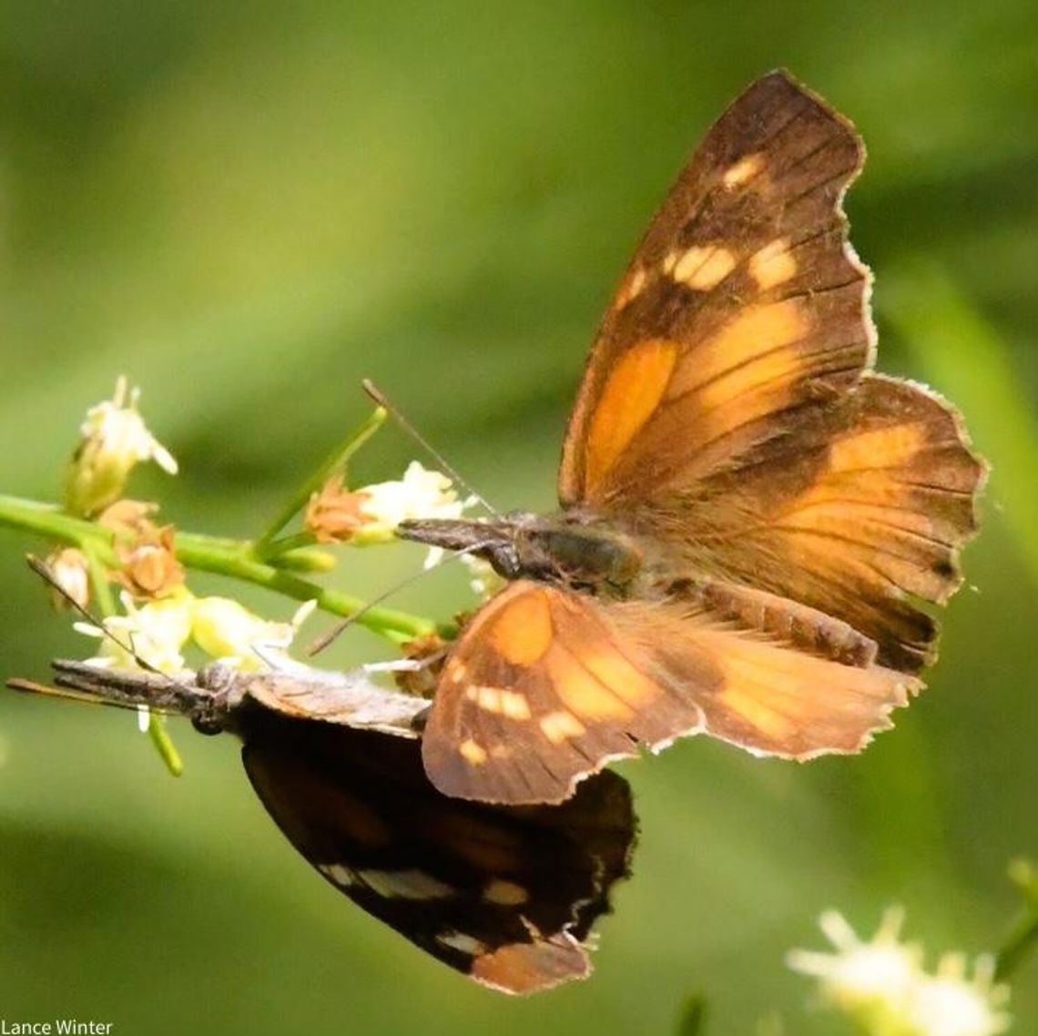 PASSING THROUGH: American snout butterflies migrate across San Marcos, Hill Country