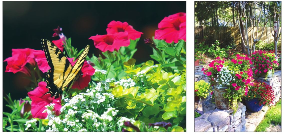 Petunias for Pollinators: It could be paradise