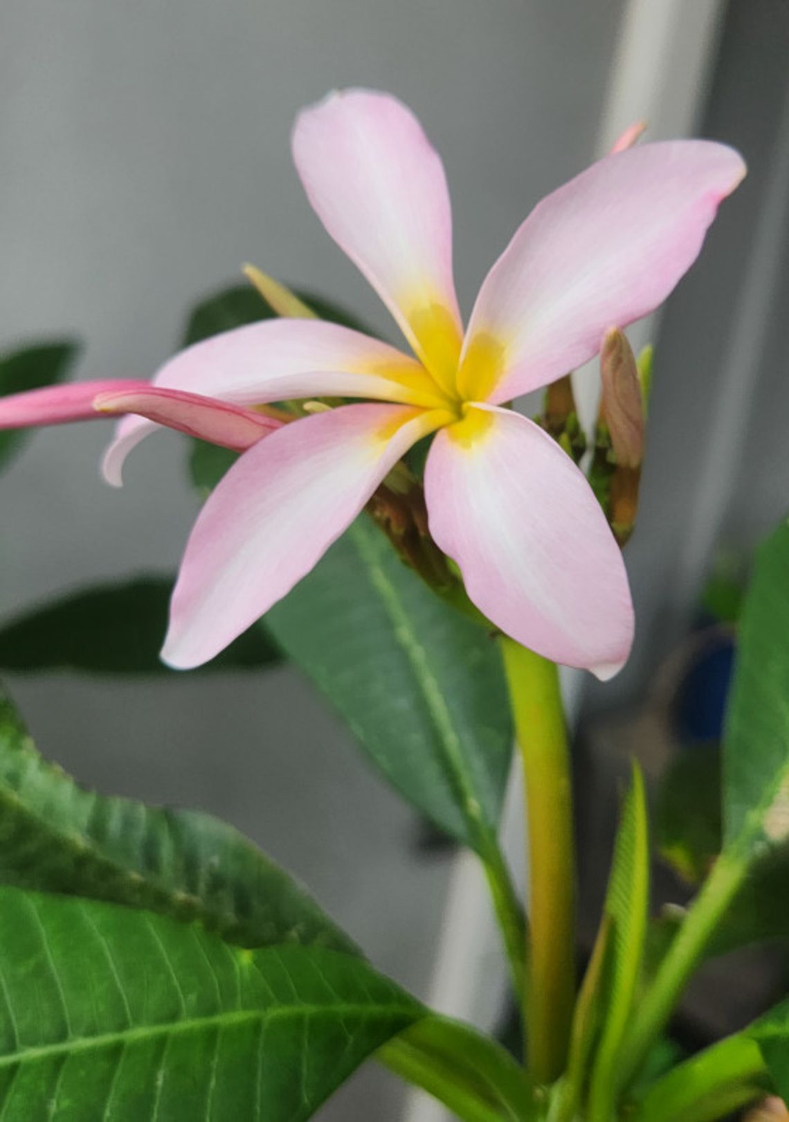 Plumeria, A Tropical Tree in a Winter Wonderland Plumeria, A Tropical Tree in a Winter Wonderland