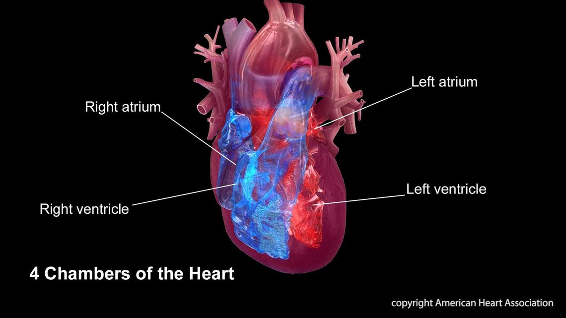 Predicting heart disease & stroke with a blood test