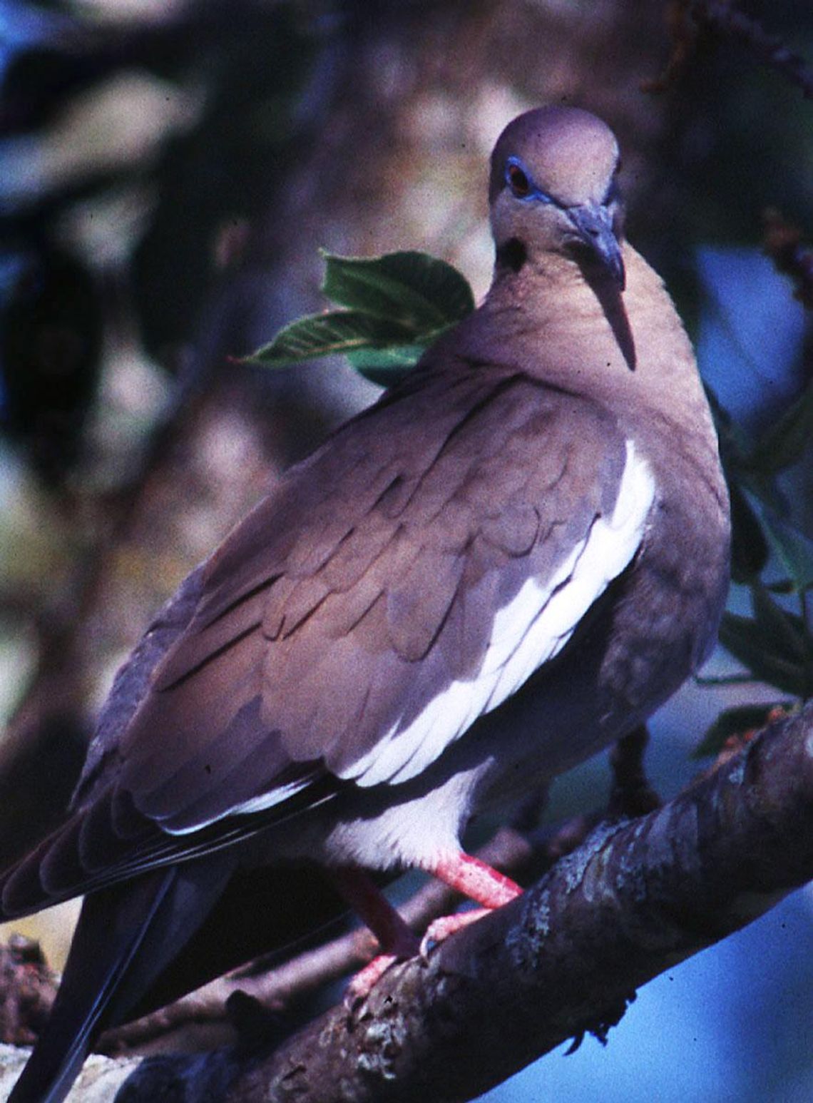 Preparing for dove hunting season after Winter Storm Uri