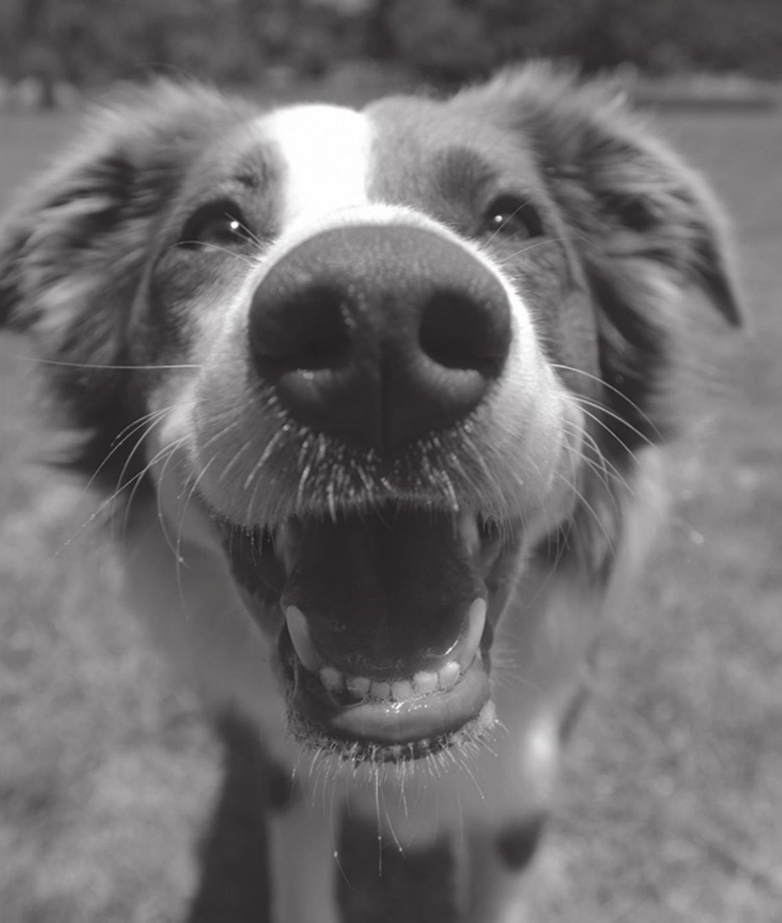 Protect pets in hot weather Protect pets in hot weather