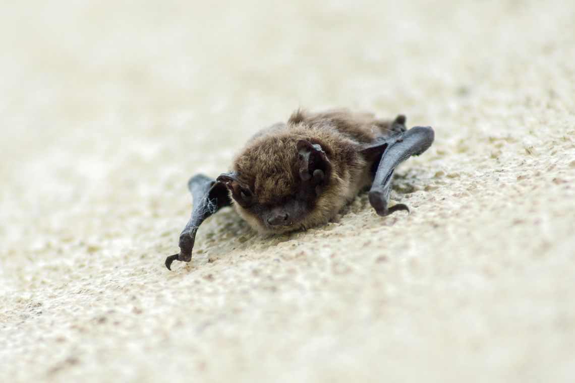 Rabid bat found at downtown Chipotle