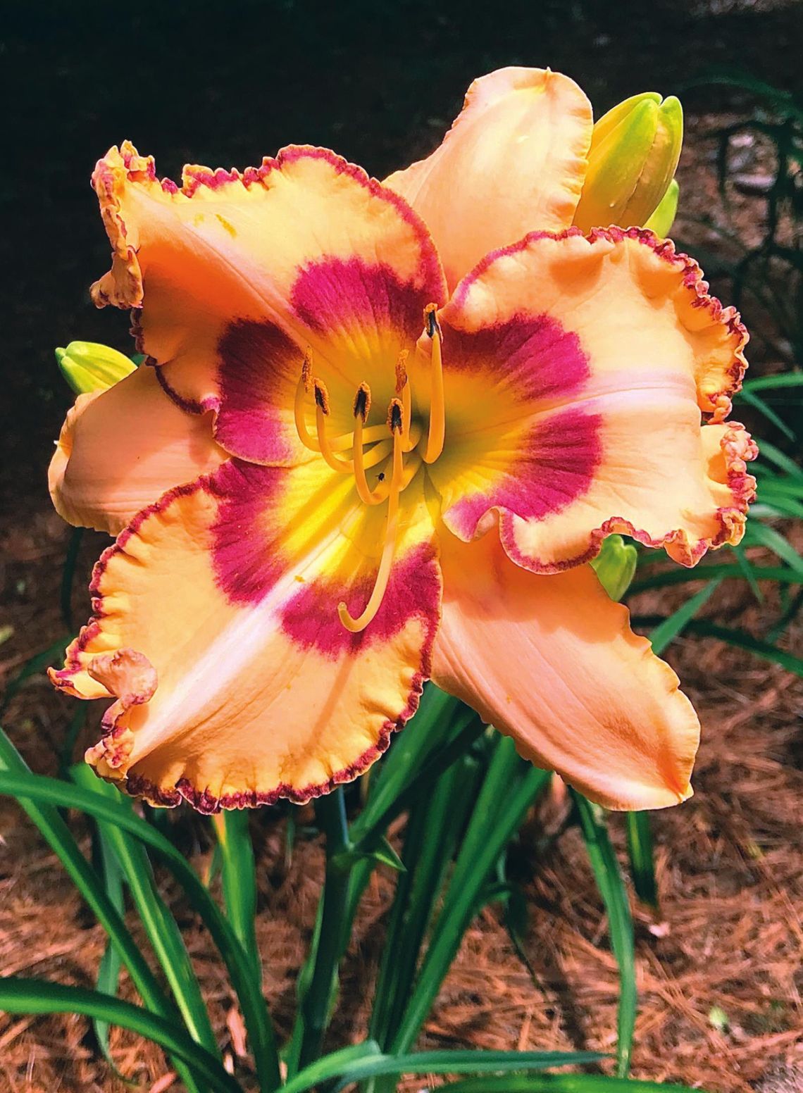 Rainbow Rhythm Daylilies transform problem area into secret garden