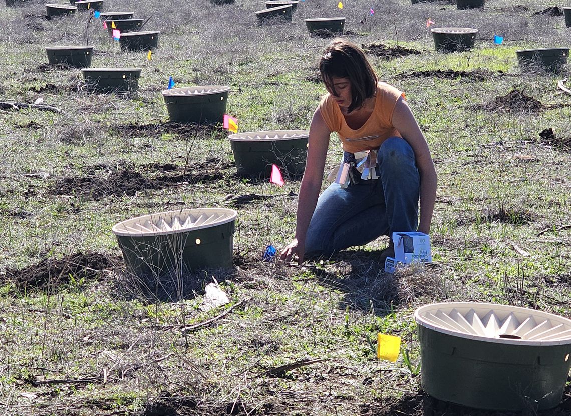 Reforesting Jacob’s Well with new type of tree technology