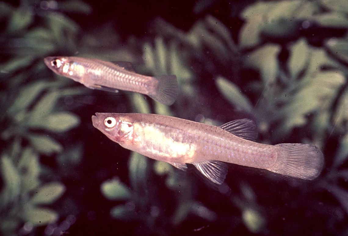 San Marcos Gambusia faces extinction